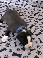 Americký stafordšírský teriér