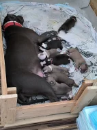 Americký stafordšírský teriér