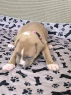 Americký stafordšírský teriér