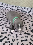 Americký stafordšírský teriér