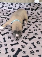 Americký stafordšírský teriér