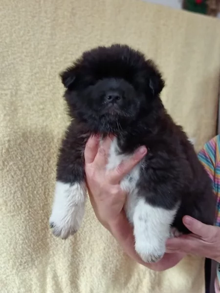 štěňata Americké Akity s PP prodám