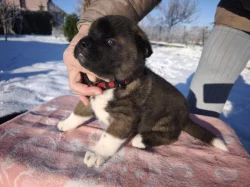 štěňata Americké Akity s PP prodám