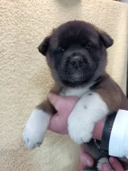 štěňata Americké Akity s PP prodám