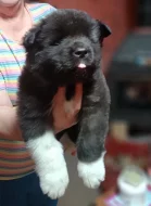 štěňata Americké Akity s PP prodám