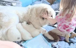 Pyrenejský horský pes chlupáči