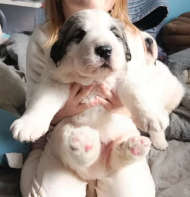 Pyrenejský horský pes chlupáči