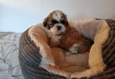 Shih-tzu - prodám štěňátka bez pp