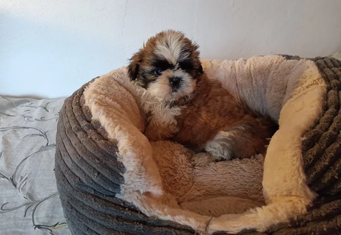 Shih-tzu - prodám štěňátka bez pp