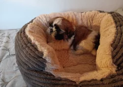 Shih-tzu - prodám štěňátka bez pp