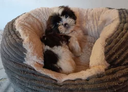 Shih-tzu - prodám štěňátka bez pp