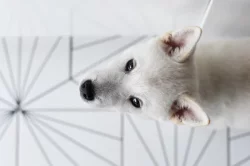 Štěňátko Kishu Inu s PP FCI