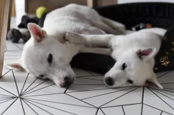 Štěňátko Kishu Inu s PP FCI