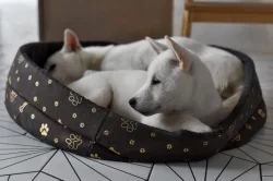 Štěňátko Kishu Inu s PP FCI