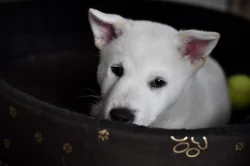 Štěňátko Kishu Inu s PP FCI