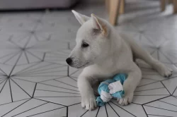 Štěňátko Kishu Inu s PP FCI