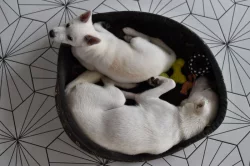 Štěňátko Kishu Inu s PP FCI