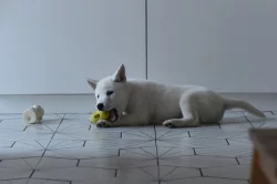 Štěňátko Kishu Inu s PP FCI