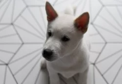 Štěňátko Kishu Inu s PP FCI