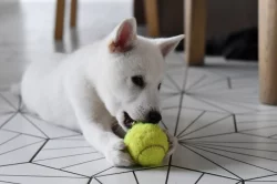 Štěňátko Kishu Inu s PP FCI