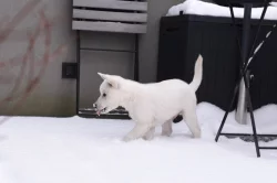 Štěňátko Kishu Inu s PP FCI