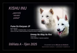 Štěňátko Kishu Inu s PP FCI