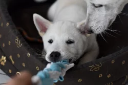 Štěňátko Kishu Inu s PP FCI