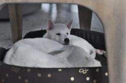 Štěňátko Kishu Inu s PP FCI