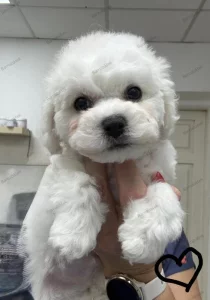 Štěně psa Bišonek s PP.