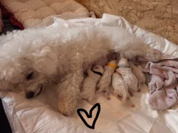 Štěně psa Bišonek s PP.