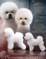 Štěně psa Bišonek s PP.