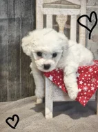 Štěně psa Bišonek s PP.