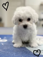 Štěně psa Bišonek s PP.