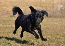 Darujeme opuštěného křížence