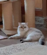 Britský kocour s PP