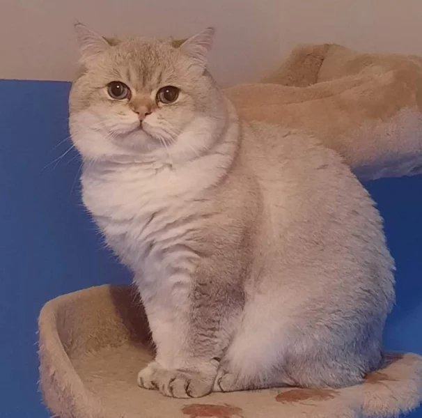 Britský kocour s PP