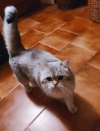 Britský kocour s PP