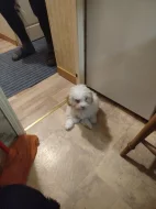 Ruská barevná bolonka s PP