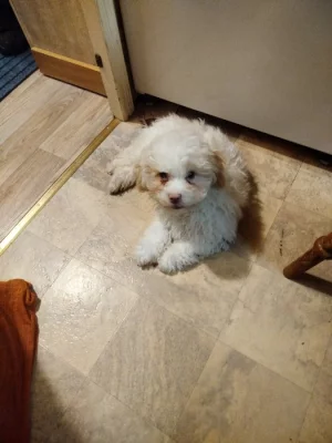 Ruská barevná bolonka s PP