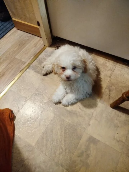 Ruská barevná bolonka s PP