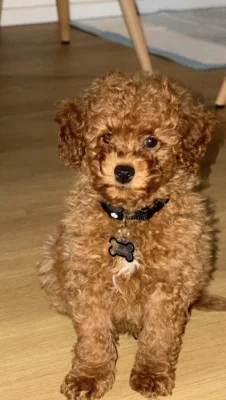 Toy pudl štěně s komplet výbavou