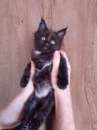 Mainská mývalí s pp