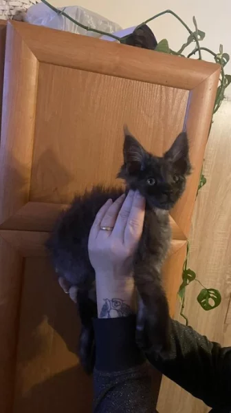 Mainská mývalí s pp