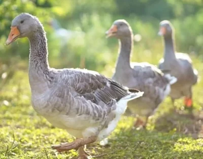 CHOVNÍ HOUSEŘI A HUSY LANDESKÉ