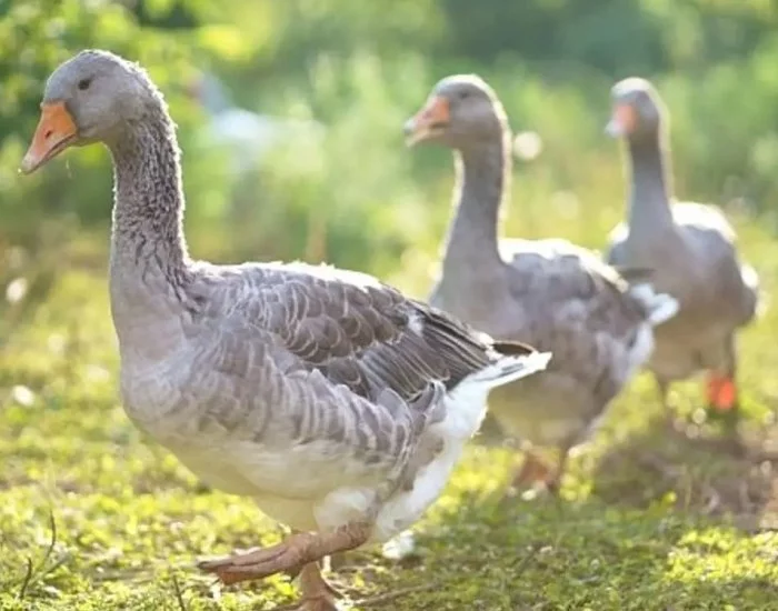 CHOVNÍ HOUSEŘI A HUSY LANDESKÉ