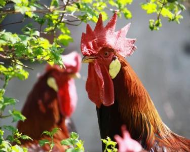 CHOVNÝ KOHOUT VLAŠÁK
