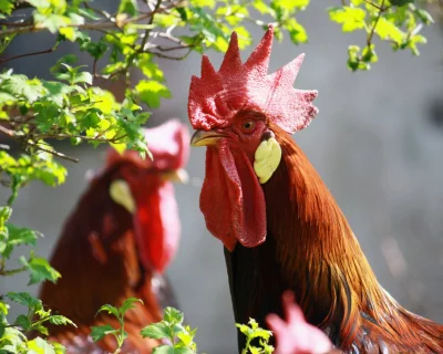 CHOVNÝ KOHOUT VLAŠÁK