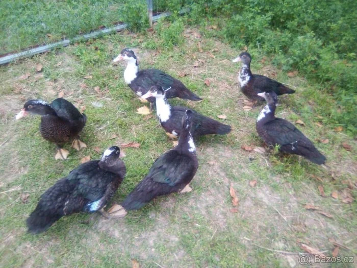 CHOVNÉ PIŽMOVKY VELKÉ