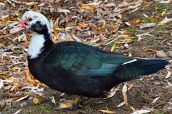 CHOVNÉ PIŽMOVKY VELKÉ