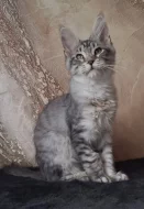 Mainský mývalí kocourek s PP